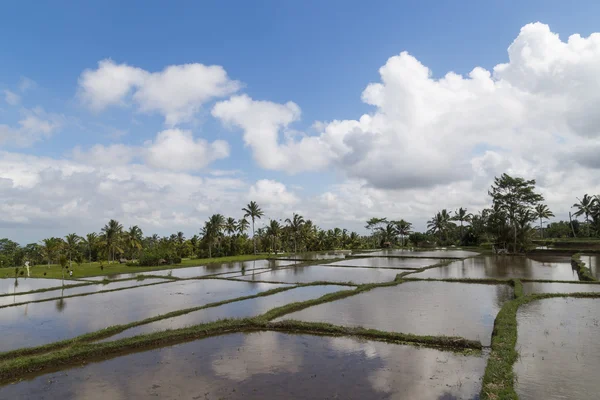Рисові поля Балі — стокове фото
