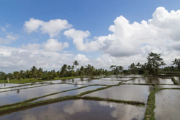 pirinç alanları bali