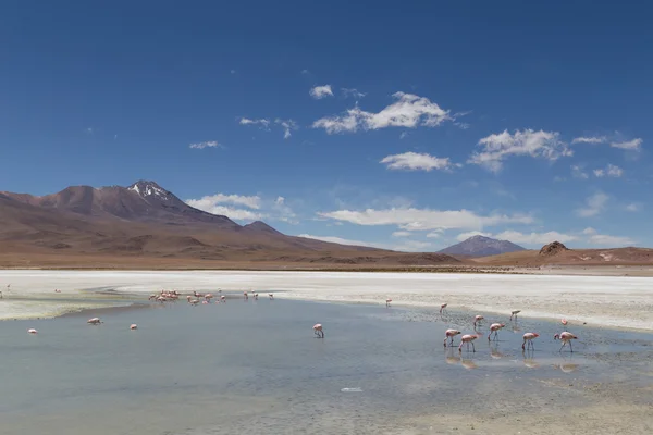 Flamingi w Laguna Hedionda — Zdjęcie stockowe