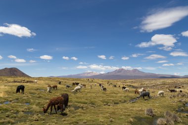 Lamas ve alpaka Sajama Milli Parkı'nda
