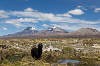 Lama Sajama Milli Parkı'nda