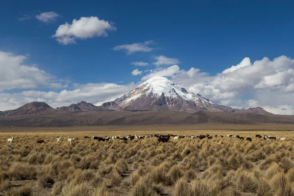 Parco nazionale del Sajama — Foto Stock