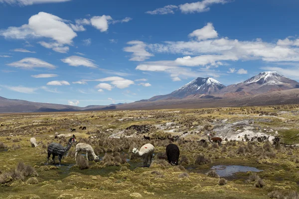 Lamas e Alpacas no Parque Nacional do Sajama — Fotografia de Stock