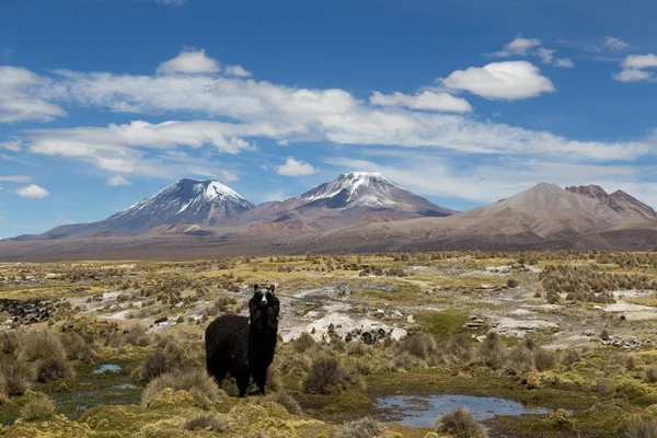 Lama no Parque Nacional do Sajama — Fotografia de Stock