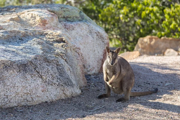 Rock wallaby na Austrália — Fotografia de Stock
