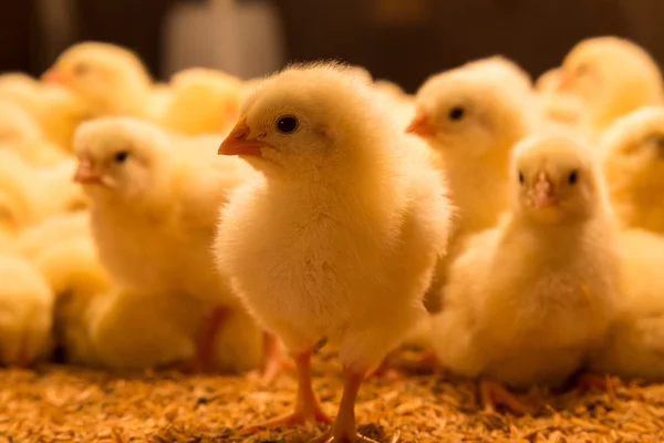 One day old chickens — Stock Photo, Image