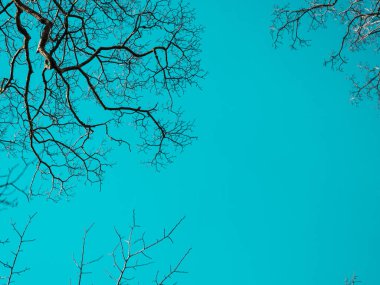 Kopyalama alanı olan mavi gökyüzündeki brançlar