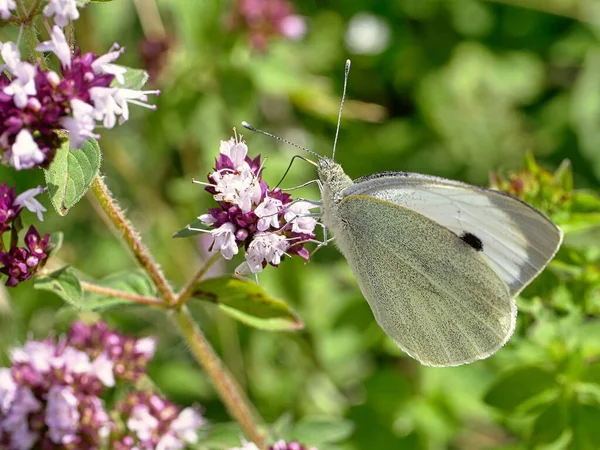 The animal world of our planet is diverse and diverse, and this is not surprising, because the living conditions in different parts of the earth are very different.