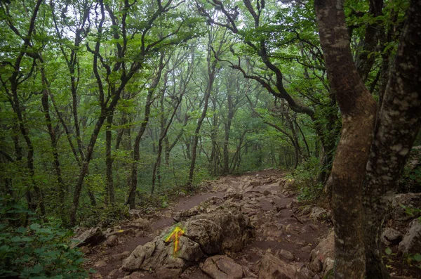 Dağlardaki güzel orman