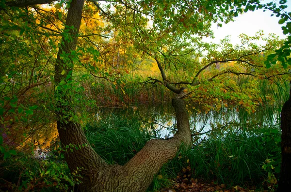 Lago Uma Floresta Florescente Poznan Polónia Imagens Royalty-Free