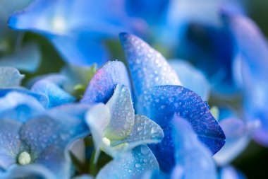 Mavi hydrangea macrophylla su ile çiçek damla yakın çekim.