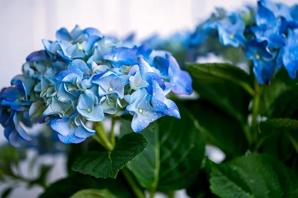 Virágai kék Hortenzia víz csepp közelről. — Stock Fotó