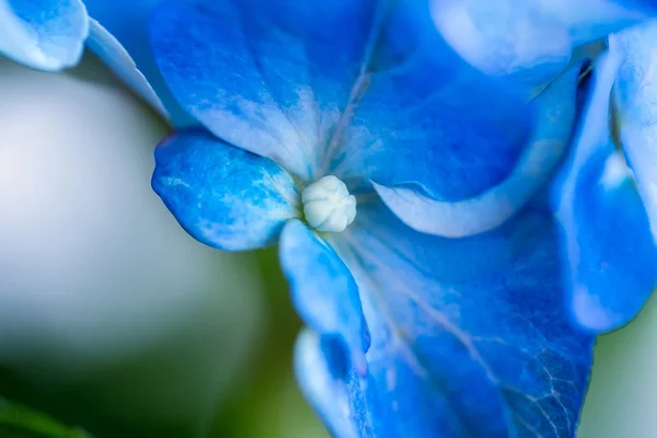 Fleurs d'hortensia macrophylla bleue avec gouttes d'eau gros plan . — Photo