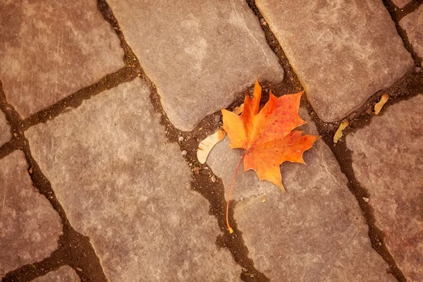 Herbst-Ahornblatt auf Gehweg lizenzfreie Stockbilder