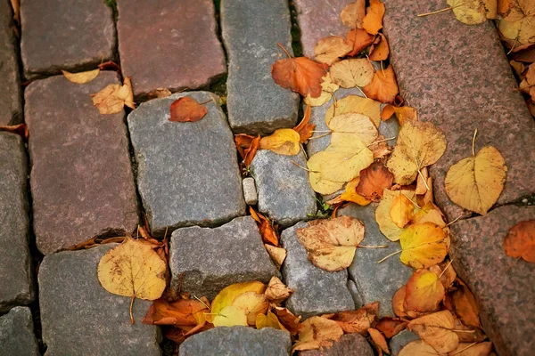Feuilles jaunes d'automne sur le trottoir Photos De Stock Libres De Droits
