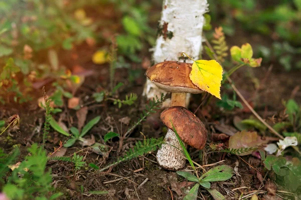 Cogumelos de outono abaixo de folhas de vidoeiro amarelas Imagem De Stock