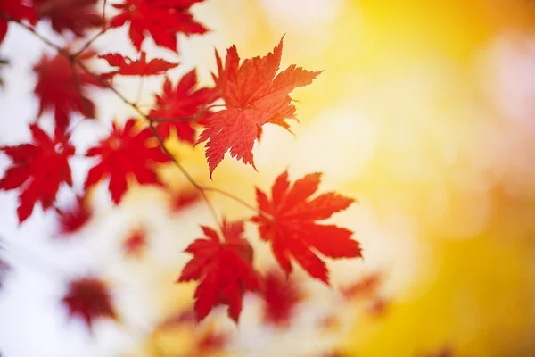 Outono. Um ramo de bordo vermelho e luz solar . Fotografia De Stock