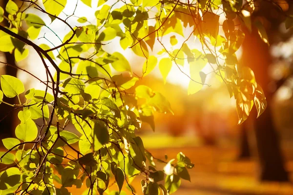 Herbst. der Zweig von Flieder und Sonnenlicht. Stockbild