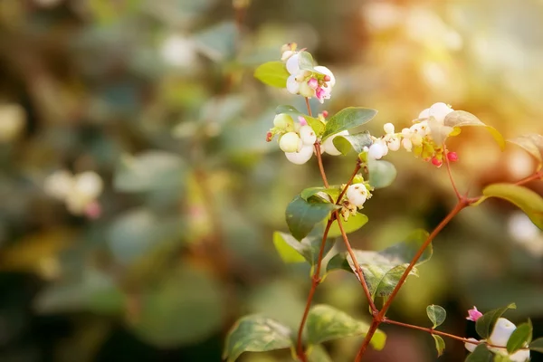 Automne. Snowberry et lumière du soleil Photos De Stock Libres De Droits