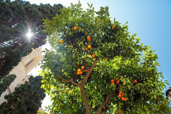 Spain. Tarragona. Orange tree and sunlight.