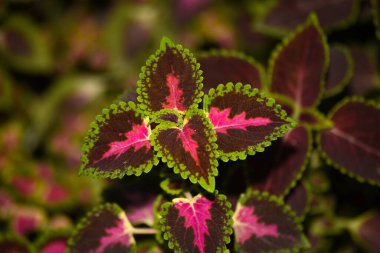 Seçici odak bulanık arkaplana sahip çok renkli yaprak