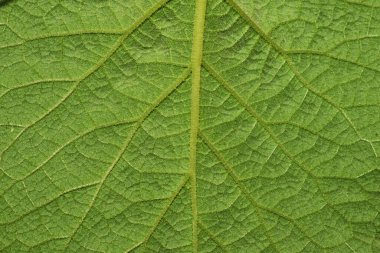 desen arkaplanlı yeşil yaprak 