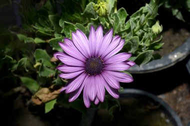 bulanık arkaplan ile mor çiçek