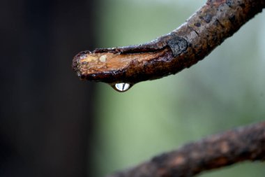 Bulanık arkaplan odaklı su damlaları 