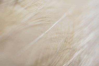 seçici odak arkaplanı olan beyaz tüy