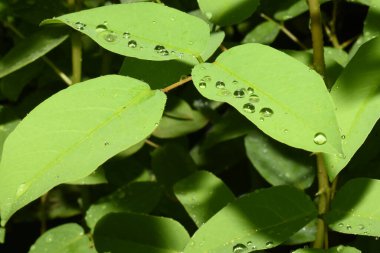 Yapraklara seçici bir odak ile su damlası