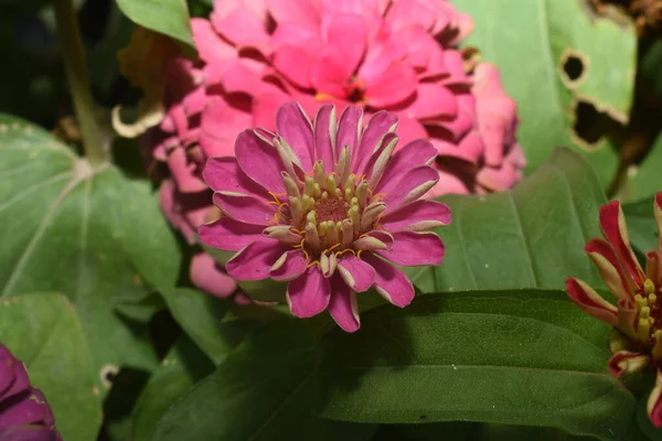 Zinnia Fiore Sfondo Esterno Con Messa Fuoco Selettiva — Foto Stock