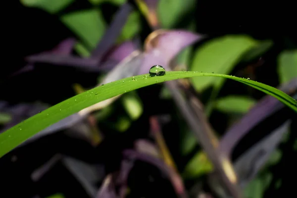 Waterdrops Leaf Selective Focus — Stock Photo, Image