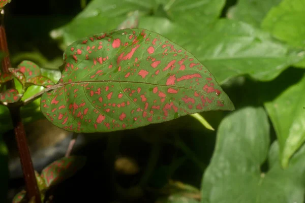Κόκκινο Spotted Φύλλα Εξωτερικό Φόντο Επιλεκτική Εστίαση — Φωτογραφία Αρχείου