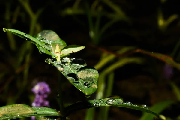 Water Drops Leaves Selective Focus — Stock Photo, Image