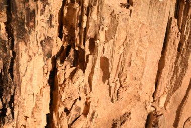 Dev sekoya ağacı doku, arka plan