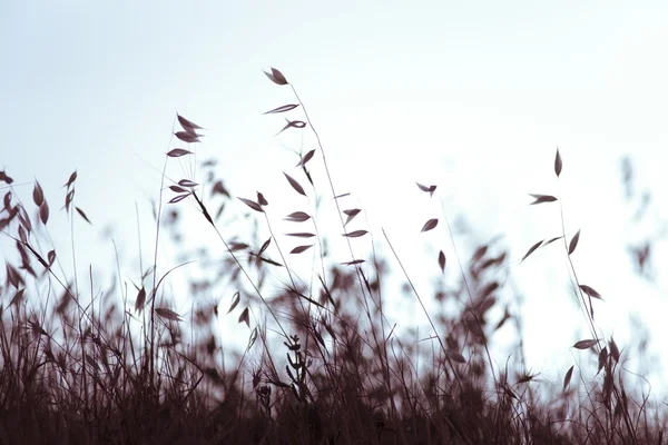 stock image Grain wheat crop