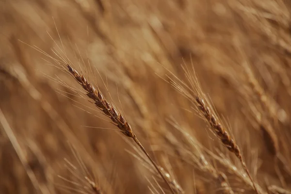 Culturas de trigo em grão — Fotografia de Stock