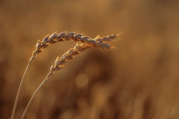 Culturas de trigo em grão — Fotografia de Stock
