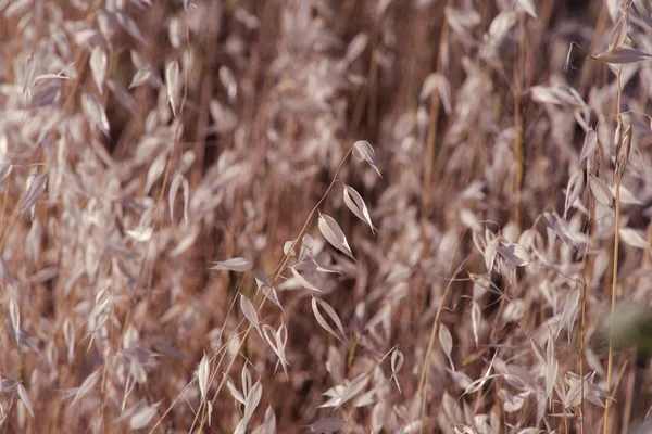 Getreideernte — Stockfoto