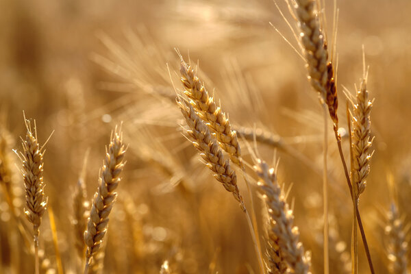 Grain wheat crop