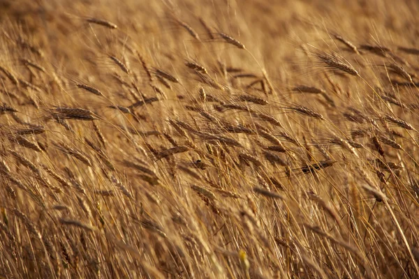 Cultivo de trigo de grano — Foto de Stock