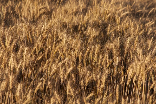 Korn hvede afgrøde - Stock-foto
