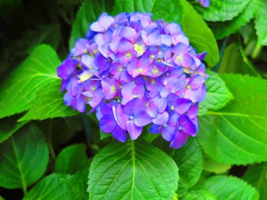 Mor ortanca Close-up