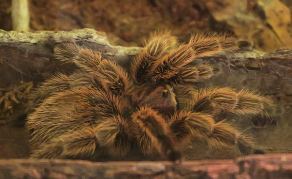 Chilské růžové tarantule — Stock fotografie