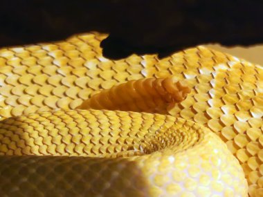 Bir Batı Diamondback Rattlesnake çıngıraklı