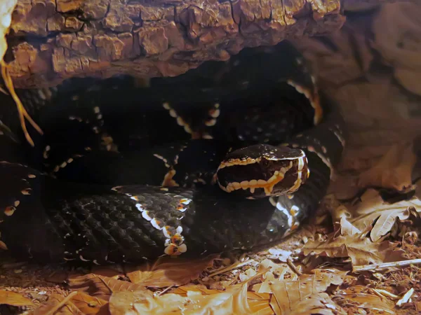 Close up of a cantil viper — Stock Photo, Image