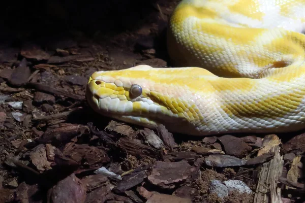 Albino python — Stock Photo, Image