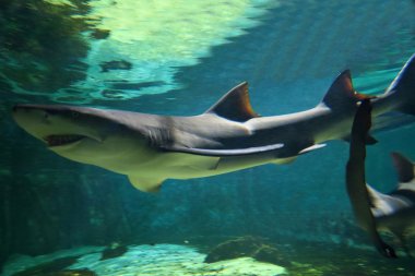 Büyük Limon köpekbalığı