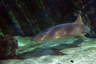 Hemşire köpekbalığı