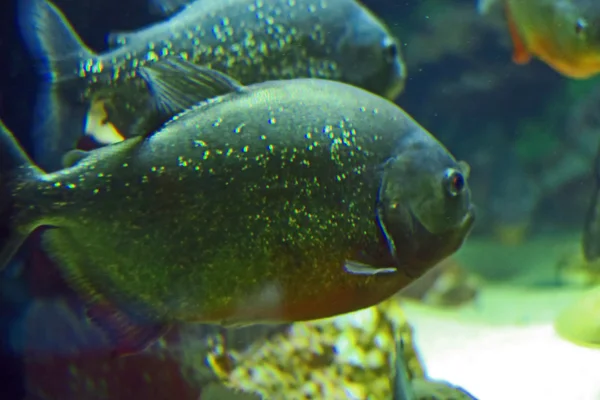 Paar piranha — Stockfoto